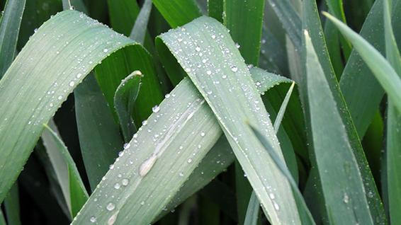 雨过禾留露